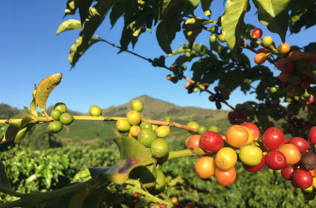 Coffee Beans Microlots