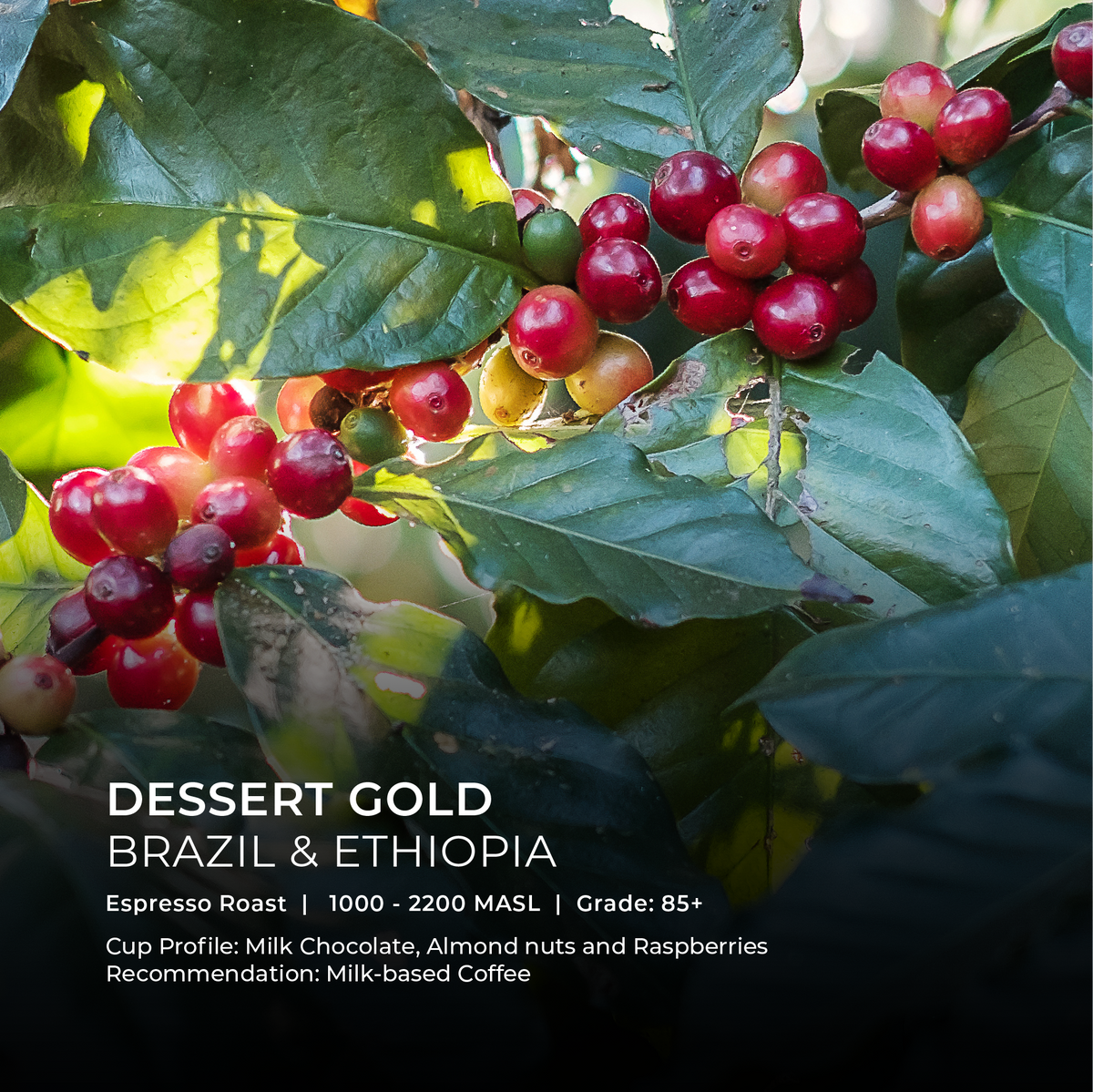 Desert Gold Blend - BeanBurds Emirati Coffee Co 250g (10 - 12 cups) / Whole beans Coffee Beans