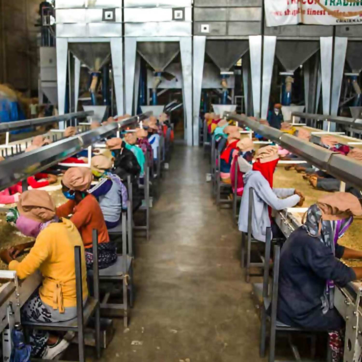 Ethiopia Muri Kercha Guji