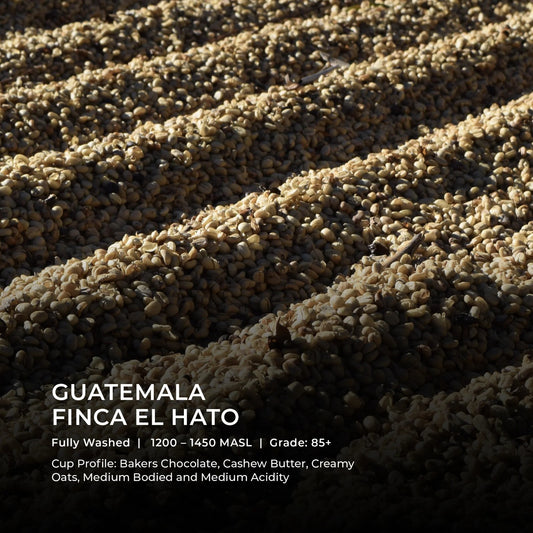 Guatemala - Finca El Hato