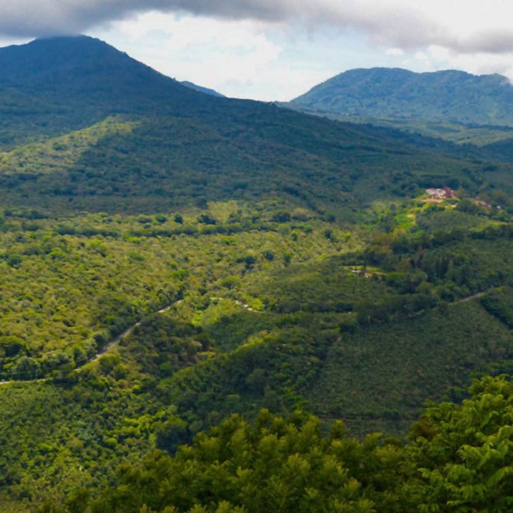 El Salvador - Santa Matilde - BeanBurds NightJar Coffee 225g (9–11 cups) / Whole Bean Coffee Beans